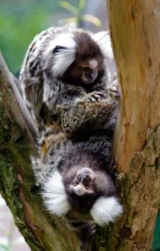 Pair of Common Marmosets (Callithrix jacchus) Stock Photos