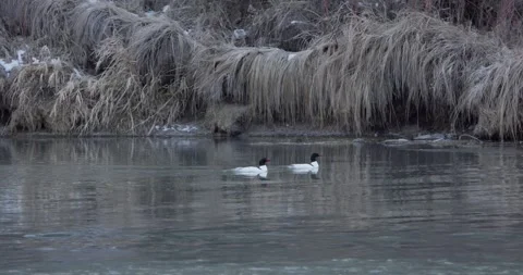 Pair of Common Mergansers Swimming on River Before Takeoff, Close Pan Shot, 7K Stockbeeldmateriaal 333264476