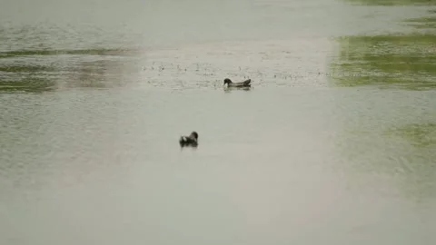 A Pair of Common Moorhens Gliding Through Murky Waters Stock Footage 332787468