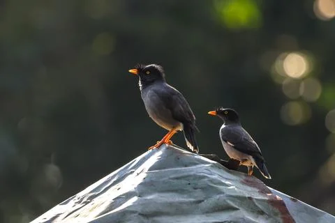 Pair of common myna Stock Photos