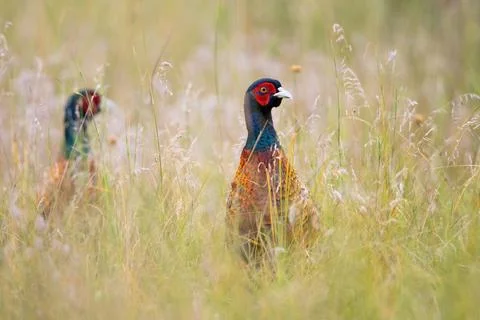 Pair of common pheasant hiding in long grass in summer Stock Photos