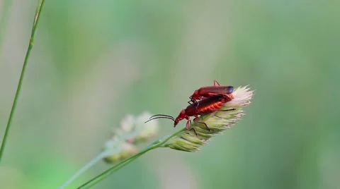 Pair of common red soldier beetle mating, Rhagonycha fulva Stock-Footage 43373208