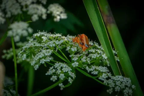 Pair of common red soldier beetles (Rhagonycha fulva) mating on a cluster o.. Fotos de archivo