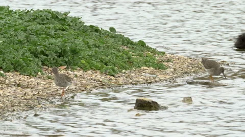Pair of Common Redshank (Tringa totanus) feeding 库存影片 61858662