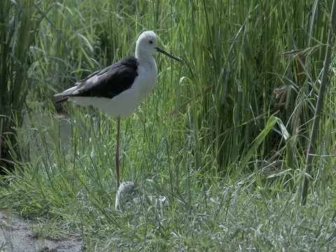 A pair of common stilt (Himantopus himantopus) on the nest. Stock-Footage 74871057