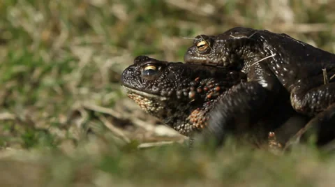 Pair of Common toads (Bufo bufo) crawling Vídeo Stock 37310703