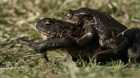 Pair of Common toads (Bufo bufo) crawling Stock Footage 37310728