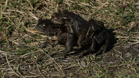 Pair of Common toads (Bufo bufo) crawling Stock Footage 37310775