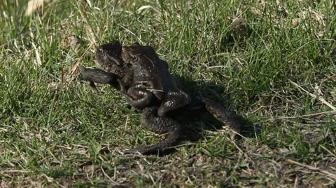 Pair of Common toads (Bufo bufo) crawling Stock Footage 37310866