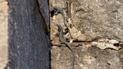 Pair of common wall lizard reptiles basking on rough sunlit stone wall 库存影片 335251460