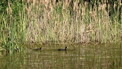 Pair of coots flirting in the pond under San Benedetto in Perillis Stock Footage 246050548