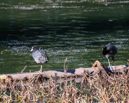 A pair of coots perched on a floating log Stock Photos