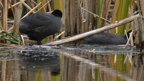 Pair of coots preening and eating algae Stock Footage 330317249
