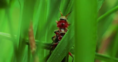 A pair of copulate beetle firefighters crawling on the grass, firefighter beetle Stock Footage 221269227