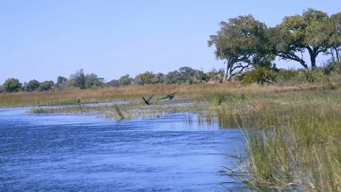 Pair of cormorant taking flight just above the river level in slow motion 250 스톡 동영상 81565091