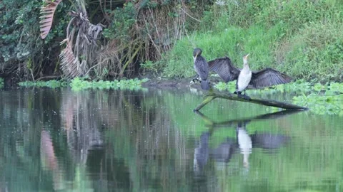 Pair of Cormorants Perched on a Branch Over Water Stock Footage 275593395