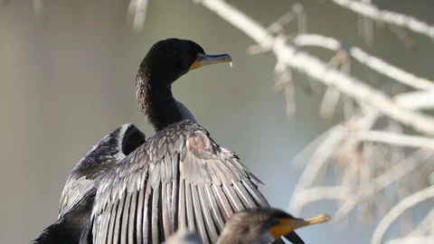 Pair of Cormorants Sunning Stock Footage 90980715