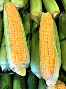 A pair of corn cobs Stock Photos