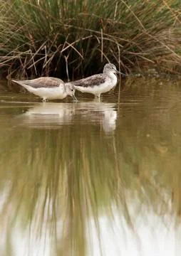 Pair of course redshank Stock Photos