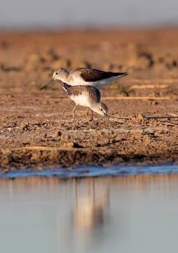 Pair of course redshank 스톡 사진