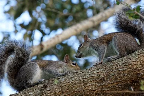 Pair of Courting Squirrels Stock Photos