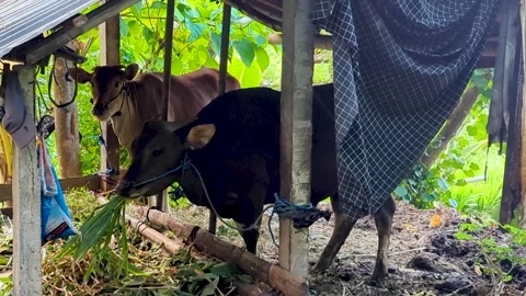 Pair of cows eating green grass plants in rustic hut shelter in rural Stock Footage 312377390