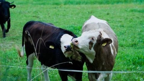 Pair of cows fighting over a bit of moss on a sunny green farm with a black bull Fotos Stock