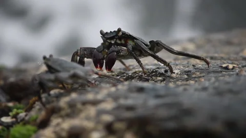 A Pair of Crabs On A Rock Stock Footage 236435629