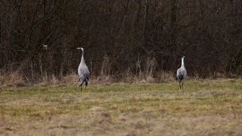 A pair of cranes are dancing in a meadow, 4K slomo Stock Footage 171325326