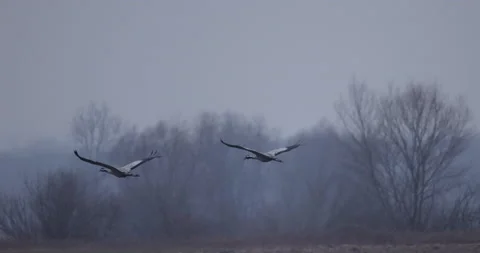 A pair of cranes in flight, 4K slomo Stock Footage 168325129