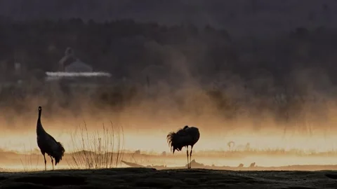 A pair of cranes in front of steaming mist clouds over the water at sunrise. Video stock 295436894