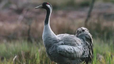 Pair of cranes gathering dry vegetation in marshy terrain, slow motion capt.. Stock Footage 306948396