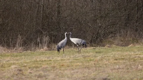 A pair of cranes in the meadow, 4K slomo Stock Footage 171324943