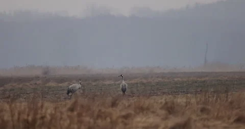 A pair of cranes in the spring, 4K slomo Stock Footage 168325120