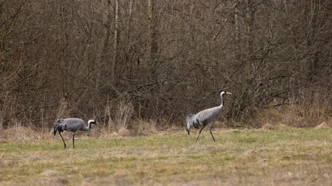 A pair of cranes stride stately across the meadow, 4K slomo Stock Footage 171324853