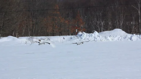 Pair of Cranes Taking Flight Stock Footage 324977331