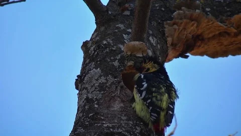 Pair of Crested Barbets Vídeo Stock 78939887