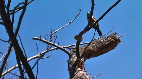 Pair of Crested Barbets swop places. Stock Footage 78991050