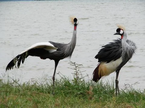 Pair of Crested Crane Foto stock