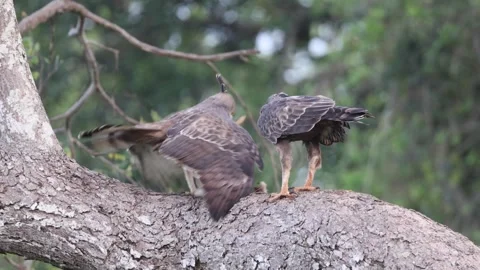 Pair of crested eagles with their prey Vídeo Stock 305529305