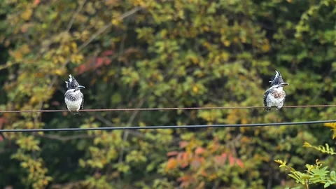 Pair of Crested Kingfishers Perched on Power Lines with Autumn Forest Background Video stock 330693394