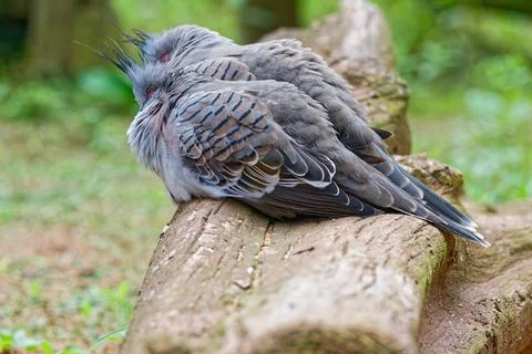 Pair of crested pigeons resting on a log in a natural green environment Stock Photos