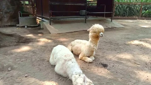 A pair of crested sheep at the zoo Stock Footage 246866202