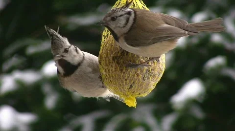 Pair of crested tits Stock Footage 505877