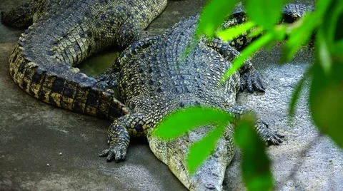 A pair of crocodiles, green foliage. Stock Footage 48556281