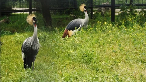 A pair of crowned cranes in the zoo Stock Footage 86565351
