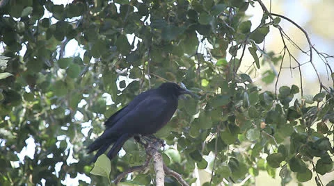 Pair of crows Stock Footage 24686928