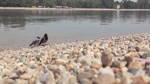 Pair of crows standing at lake shore Stock Footage 108282066