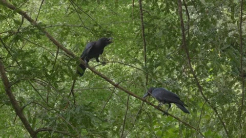 Pair of Crows On The Tree Branch In The Woods - Shinjuku Gyoen National Garden 스톡 동영상 337389774