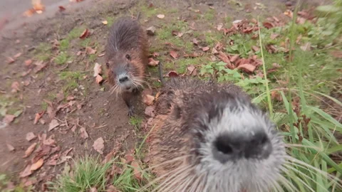 Pair of curious Coypus approaching camera, looks into lens, sniffing and Stock Footage 323232832